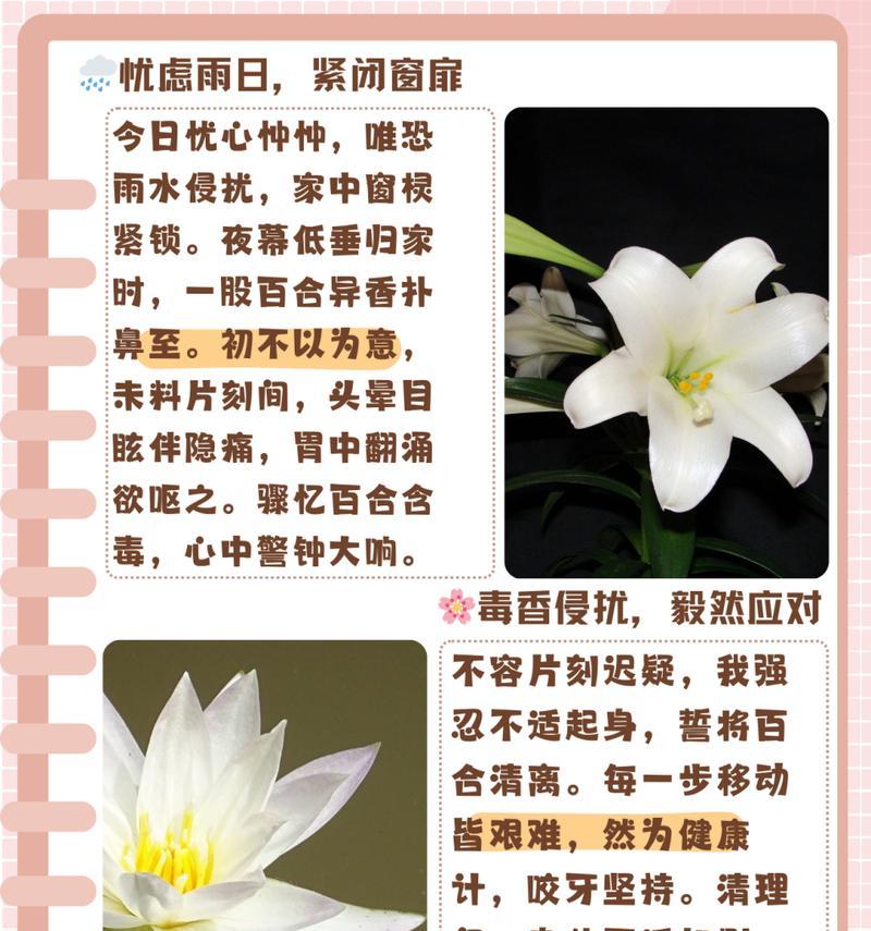 百合足道在网络用语中是什么意思？它代表了什么？