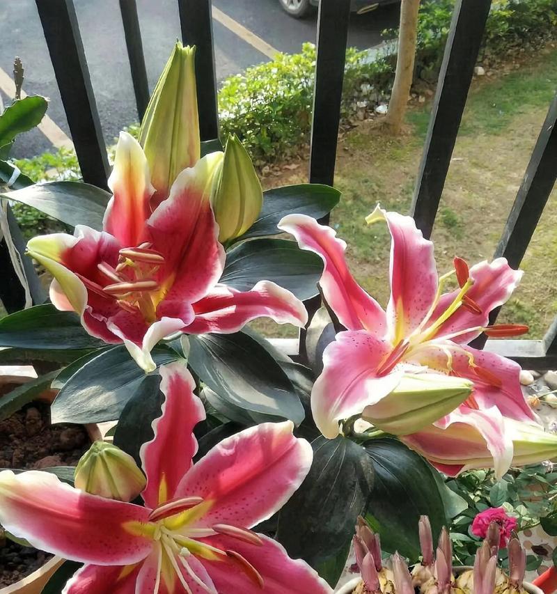 百合花与颜色之间有何联系？