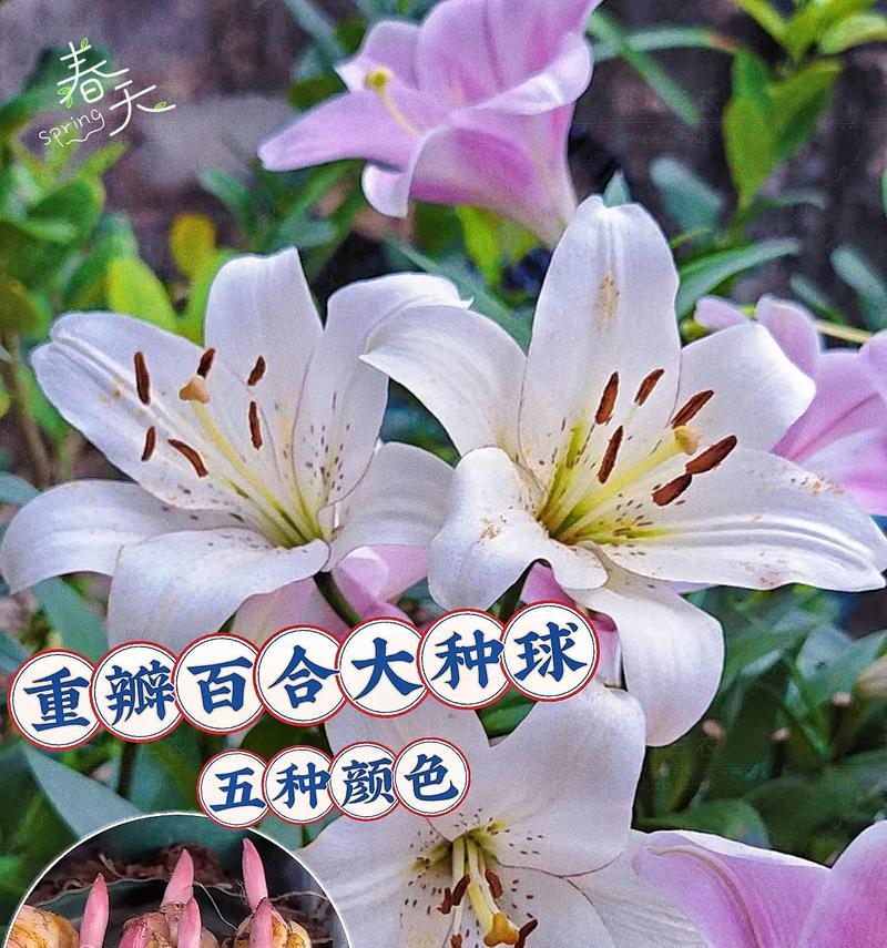 百合花与颜色之间有何联系？