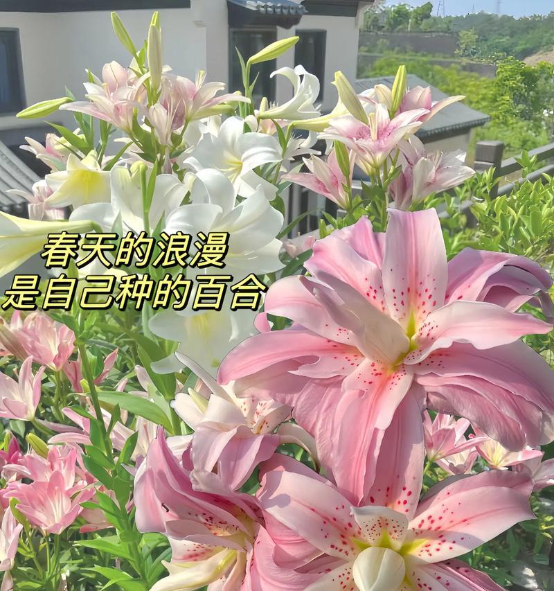 百合含珠是什么意思啊网络用语？网络上百合含珠的含义是什么？
