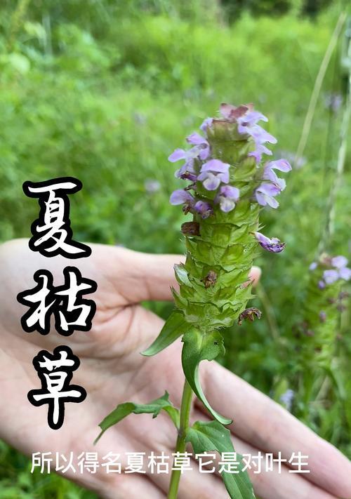 植物枯萎代表什么？