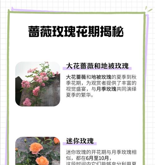 如何延长玫瑰花的花期？