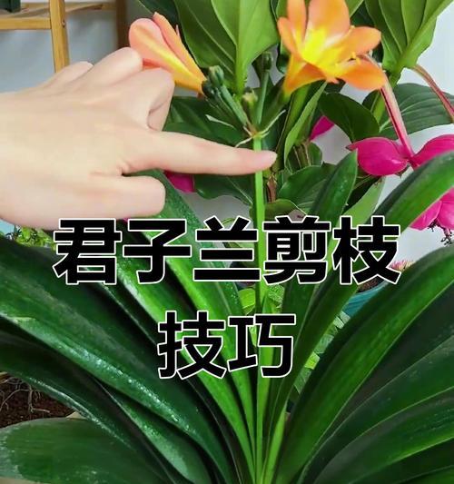 君子兰发芽需要多长时间？