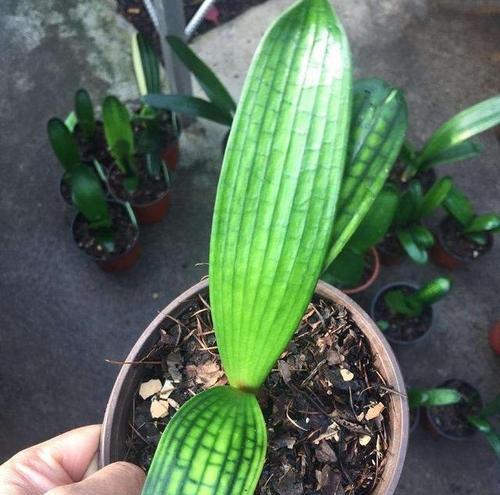 带土带盆君子兰的品种名称是什么？