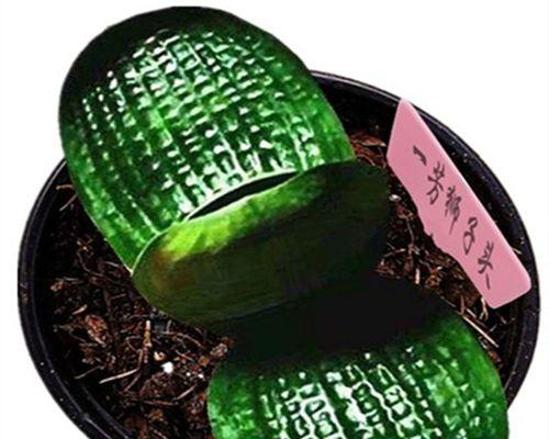 带土带盆君子兰的品种名称是什么？