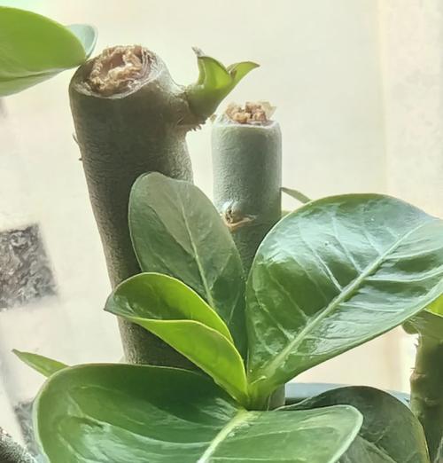 多肉玫瑰花的养护教程是什么？如何正确养护？