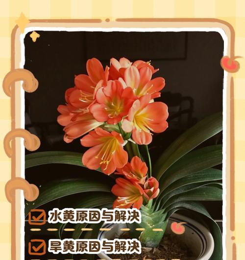 君子兰叶子发黑是什么原因？如何解决？