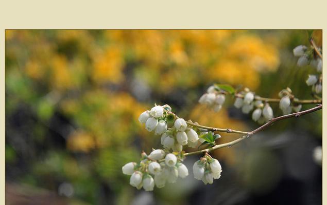 西兰蓝莓的花语是什么？花语探索的花是什么花啊？