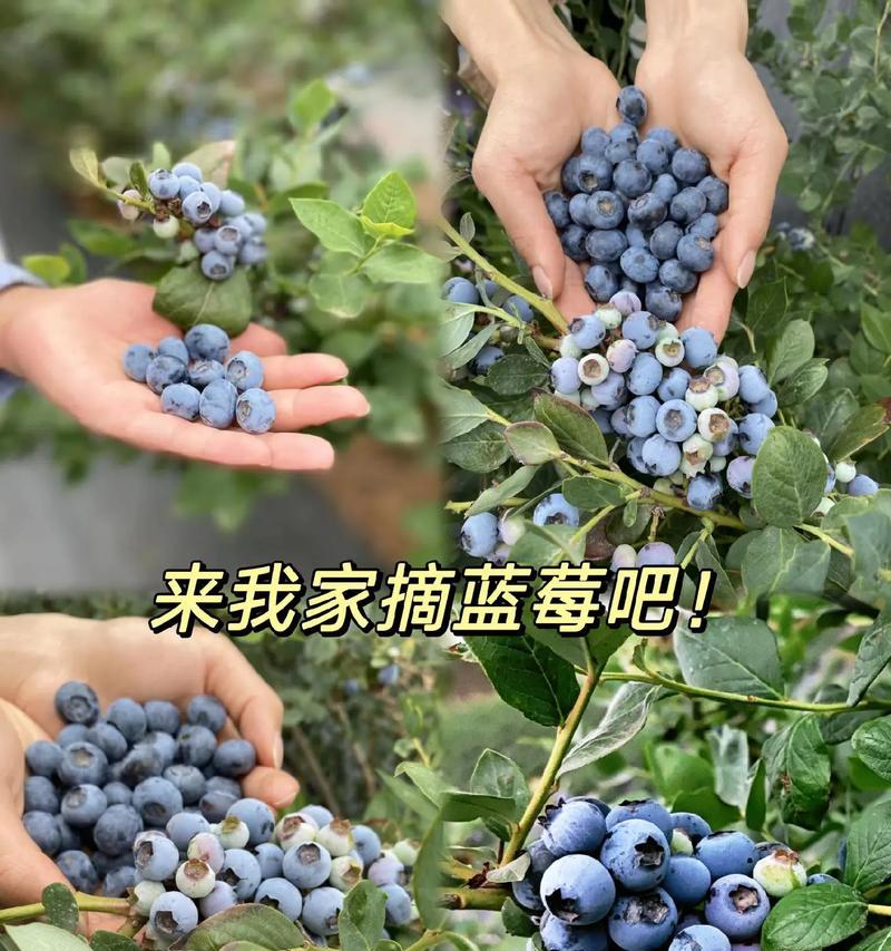 西兰蓝莓的花语是什么？花语探索的花是什么花啊？