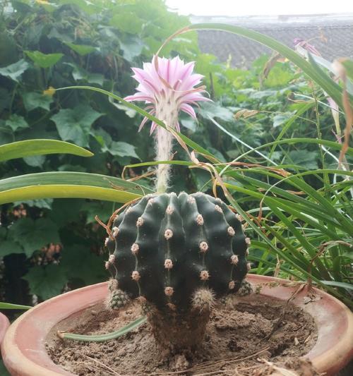 种植仙人球有哪些好处？为什么推荐种植仙人球？