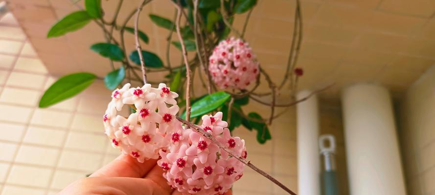 君子兰在阴暗环境中如何促进花苞生长？