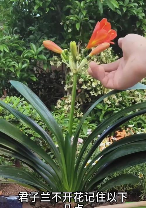 君子兰在阴暗环境中如何促进花苞生长？