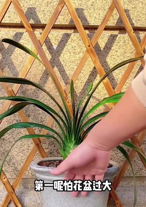 君子兰种植时如何避免根部摇动？