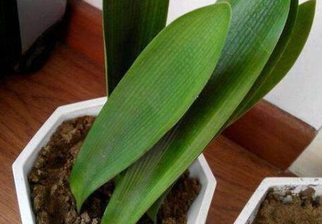 君子兰种植时如何避免根部摇动？
