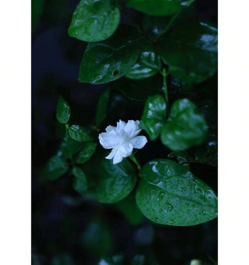黑色茉莉的花语有何神秘之处？它代表了什么？