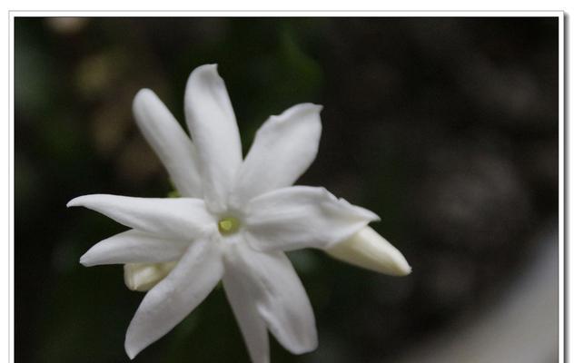 黑色茉莉的花语有何神秘之处？它代表了什么？