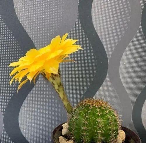 仙人球快速开花生崽的方法是什么？如何促进其繁殖？