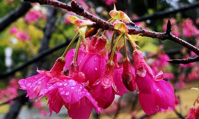 雨中樱花的花语有何深意？