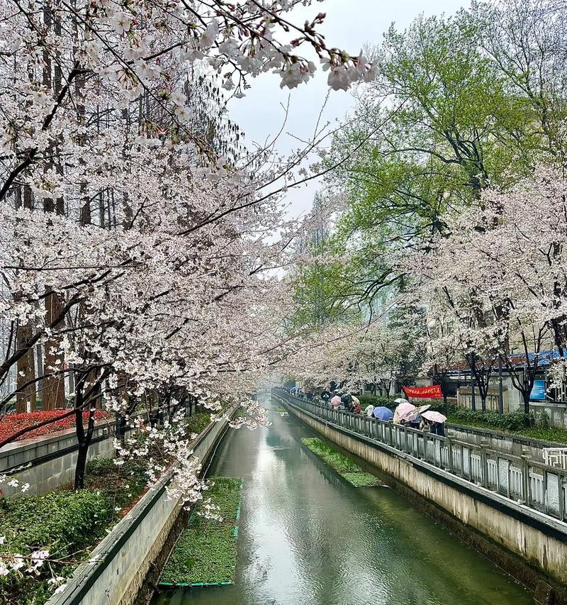 雨中樱花的花语有何深意？