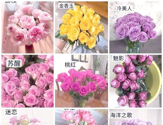 男人如何养护玫瑰花？