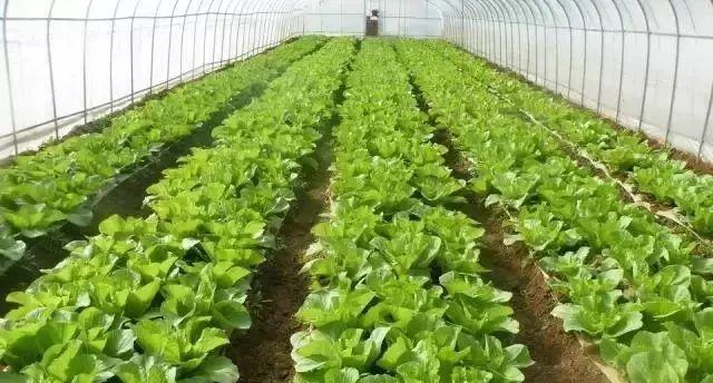 山冈土玫瑰花怎么种植的？种植过程中需要注意什么？