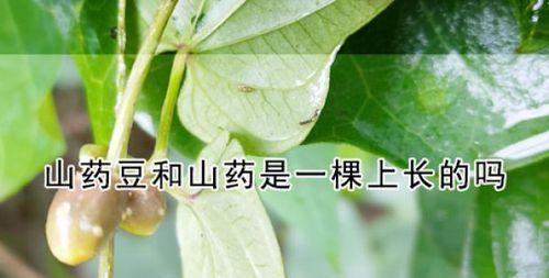 山冈土玫瑰花怎么种植的？种植过程中需要注意什么？
