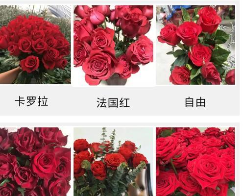 如何辨别不同品种的玫瑰花？