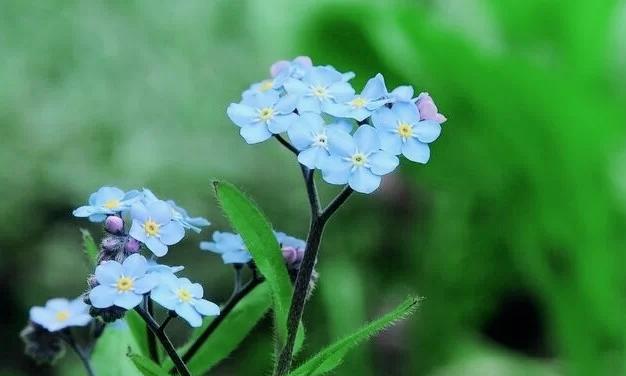 代表好好休息的花语有哪些？