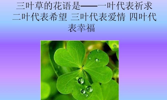 代表好好休息的花语有哪些？