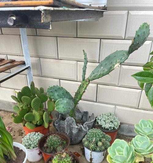 仙人球变成植物的处理方法是什么？