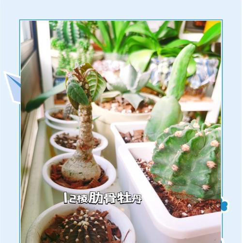 仙人球变成植物的处理方法是什么？
