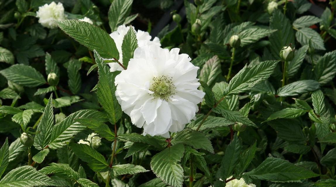 荼靡花语是什么意思？荼靡花象征着什么？
