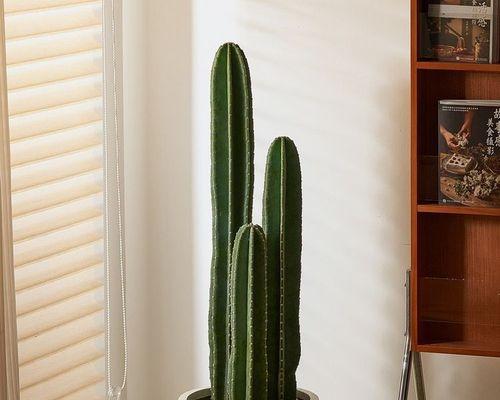 仙人掌卡在空中植物里怎么处理？有没有简单解决办法？