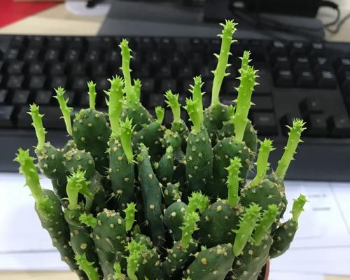 仙人掌卡在空中植物里怎么处理？有没有简单解决办法？