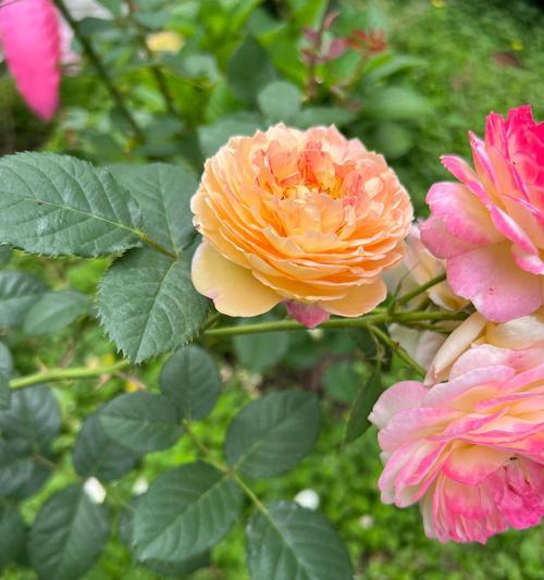 给人惊艳的花语是什么花？哪些花的花语能让人感到惊喜？