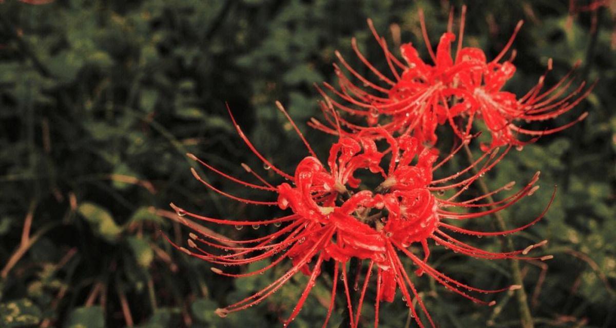 哪种花的花语代表恨意？