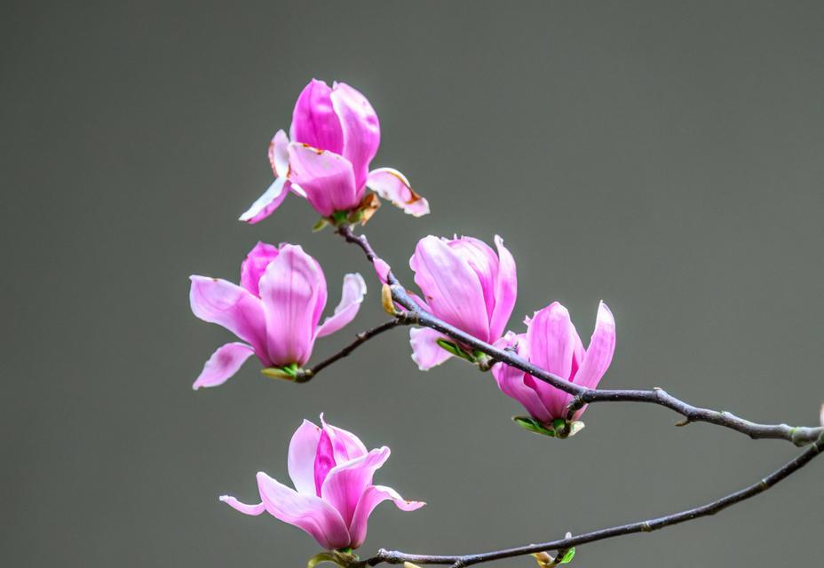 热烈坚韧的花语适合哪个生肖？