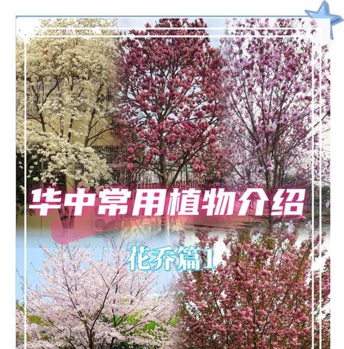 樱花的花语有哪些含义？