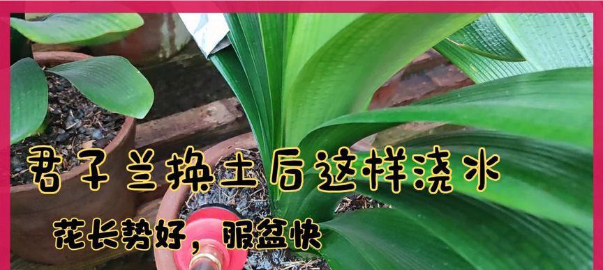 君子兰移栽后多久能服盆并开花？