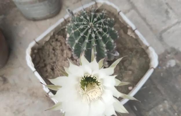 养仙人球天花板的技巧是什么？如何正确养护？