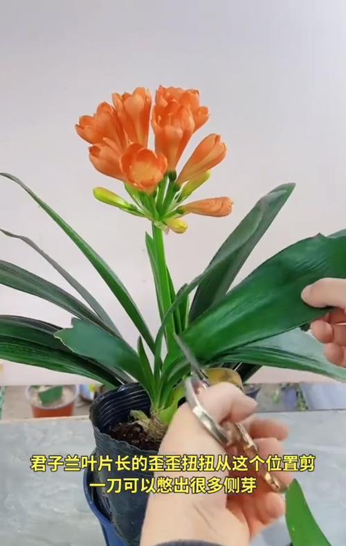 君子兰侧芽生长的促进方法是什么？