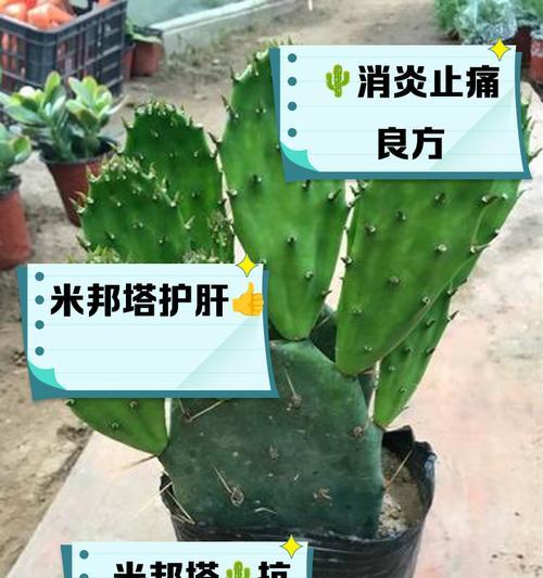 仙人掌土壤发霉了怎么办？有哪些处理小妙招？