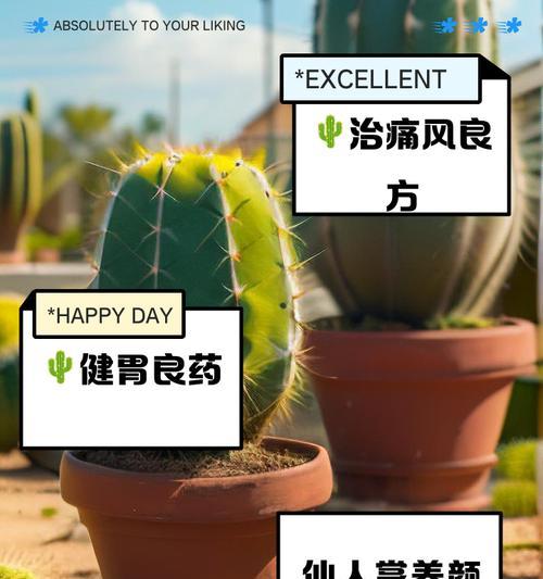 仙人掌土壤发霉了怎么办？有哪些处理小妙招？