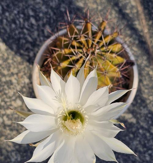 白小丁仙人球开花时的特征是什么？如何养护以促进开花？