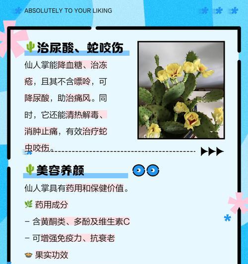 如何种植和养护仙人掌使其更美观？