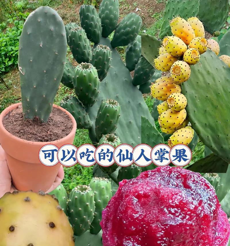 如何种植和养护仙人掌使其更美观？