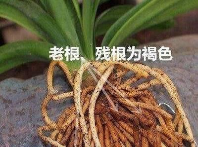 君子兰换盆后浇水施肥的最佳时机是什么时候？