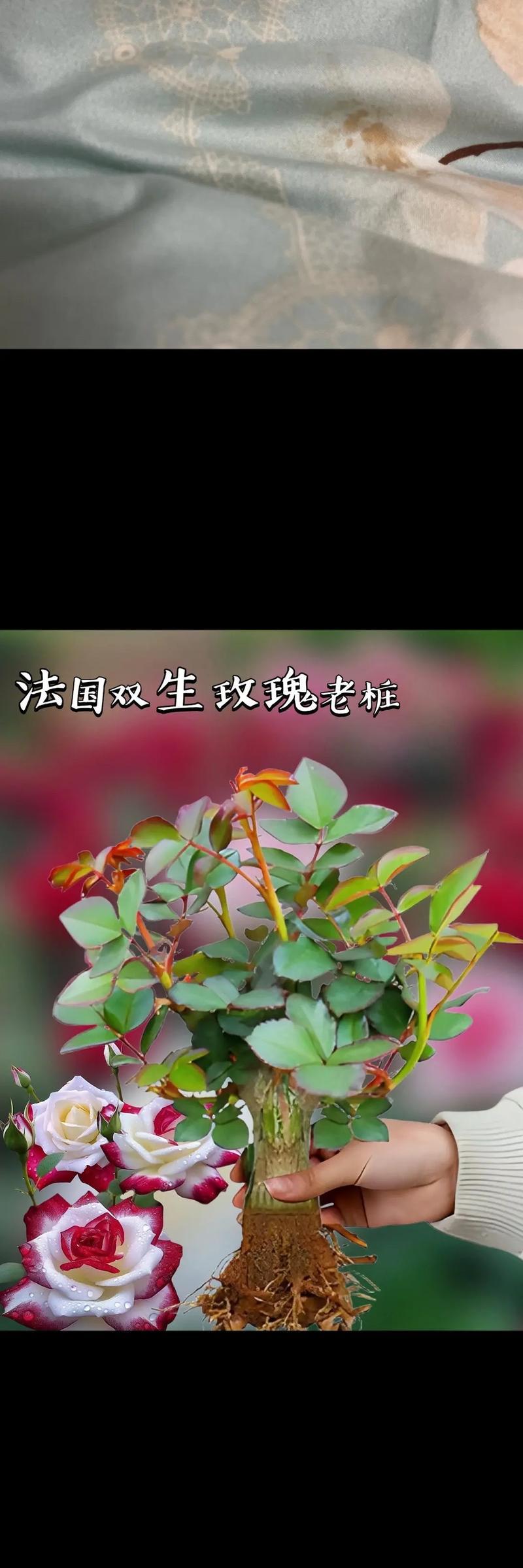玫瑰花双生花如何管理？养护技巧有哪些？