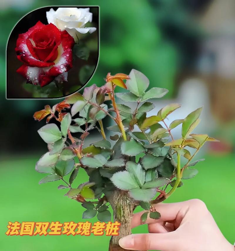 玫瑰花双生花如何管理？养护技巧有哪些？