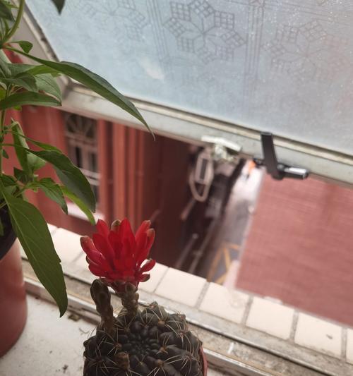 乱开花仙人掌的正确养护方法是什么？如何控制开花？